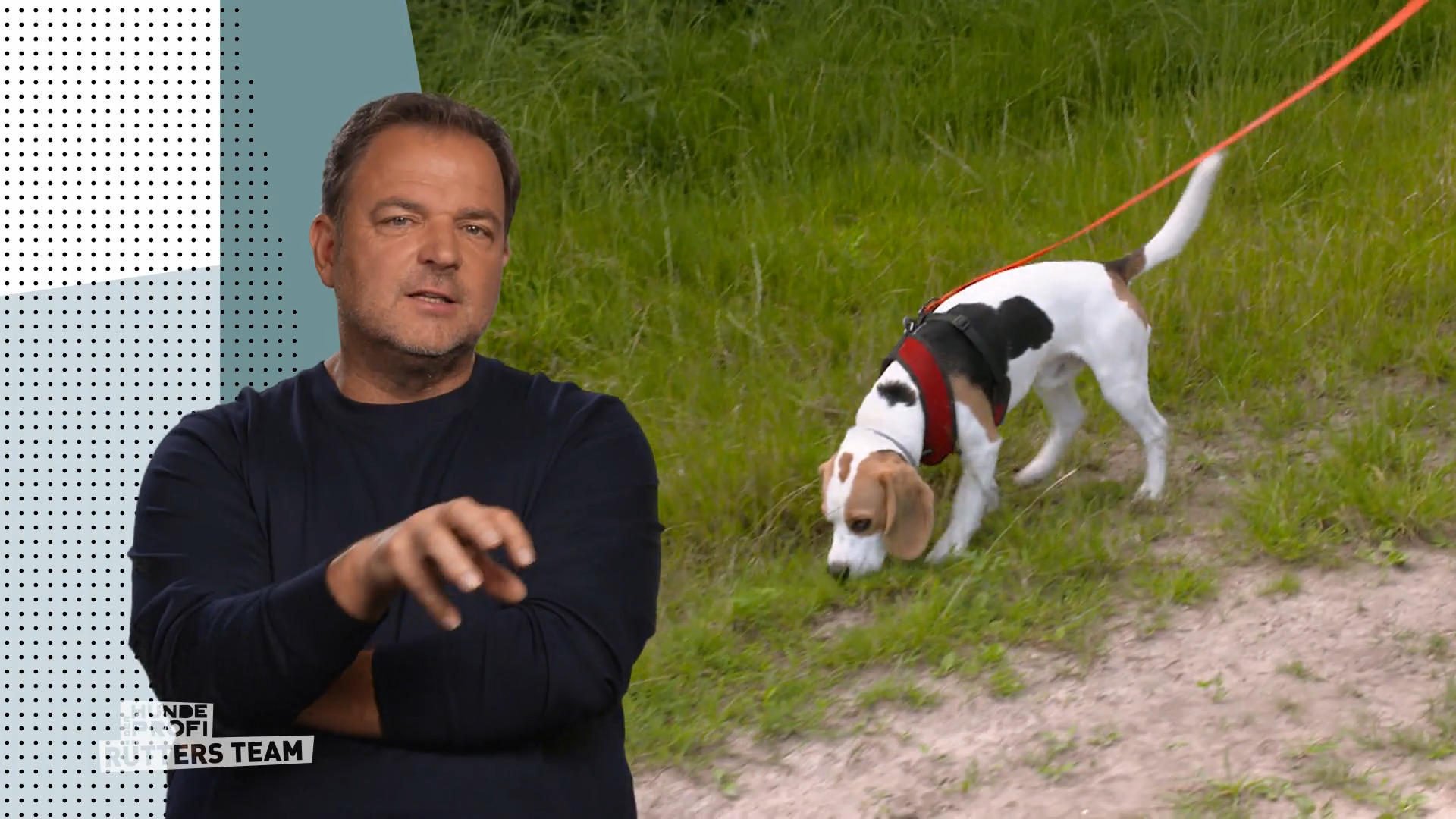 Beagle Emil soll Wurstwasser erschnüffeln