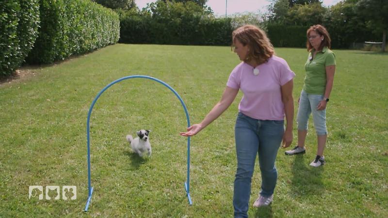 Schonender Hundesport für jeden Hund
