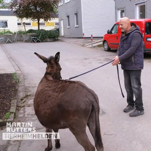 Gelingt es "Eselflüsterer" Deffi ruhig zu bleiben?