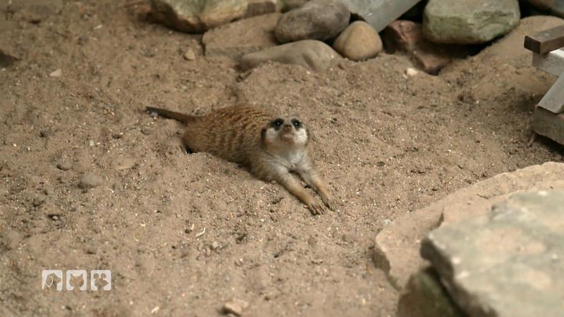 Heute dreht sich alles um die Erdmännchen