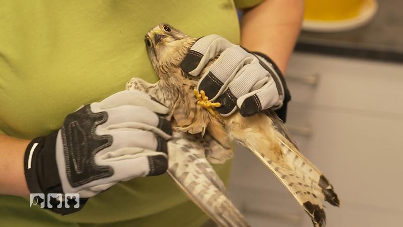 Bea findet einen verletzten Greifvogel