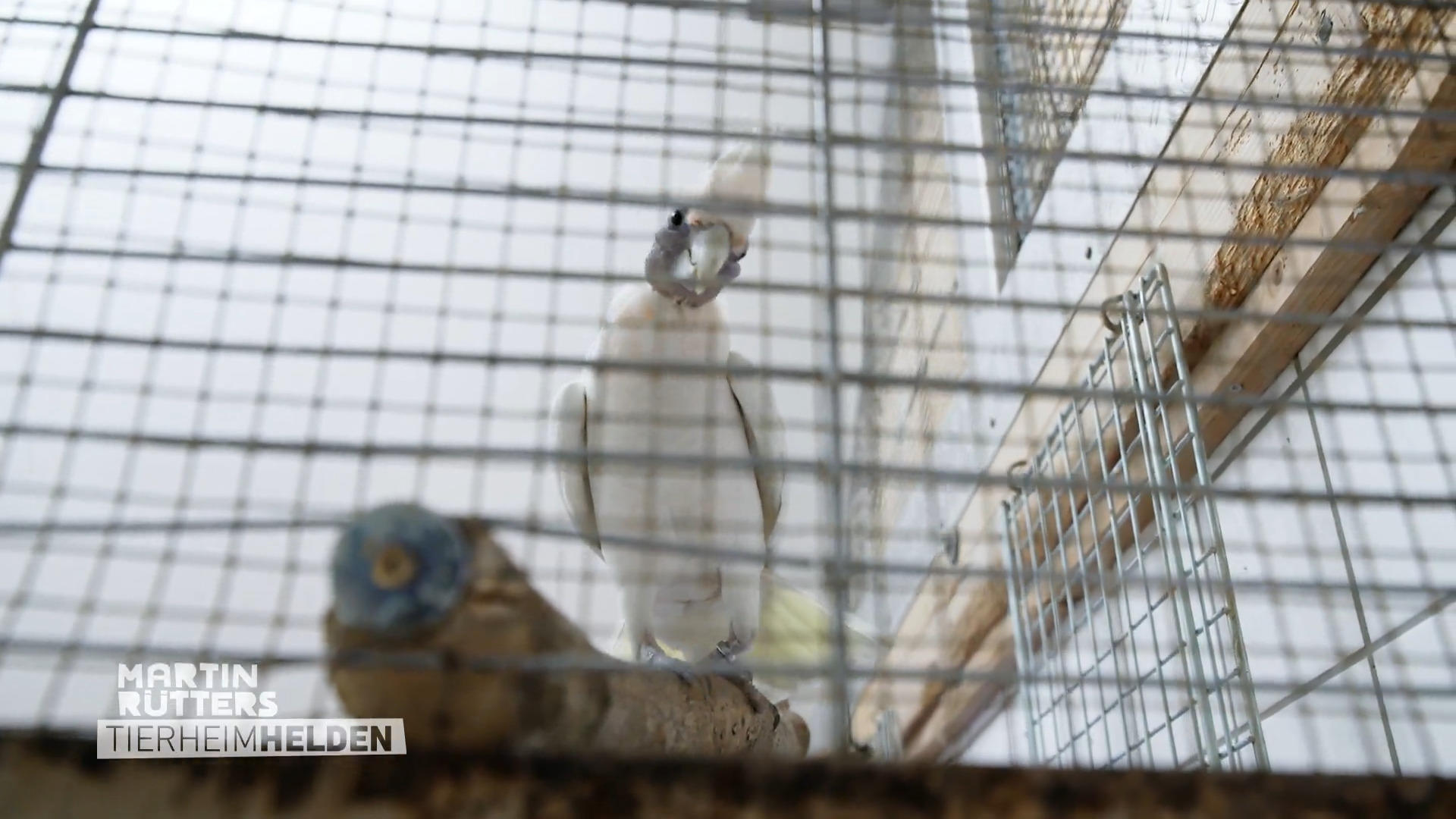 Doch diese Vögel können gefährlich werden