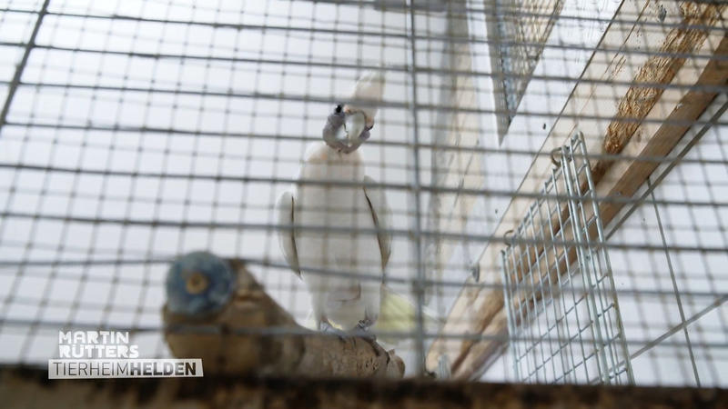 Doch diese Vögel können gefährlich werden