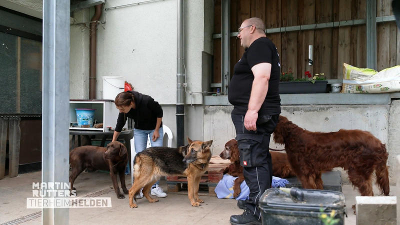 Hier leben ältere Hunde zusammen