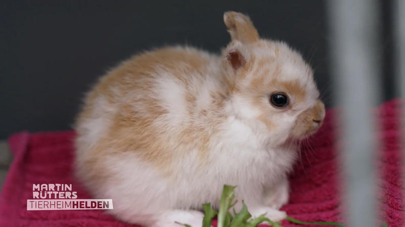 Viele Kaninchen landen im Tierheim