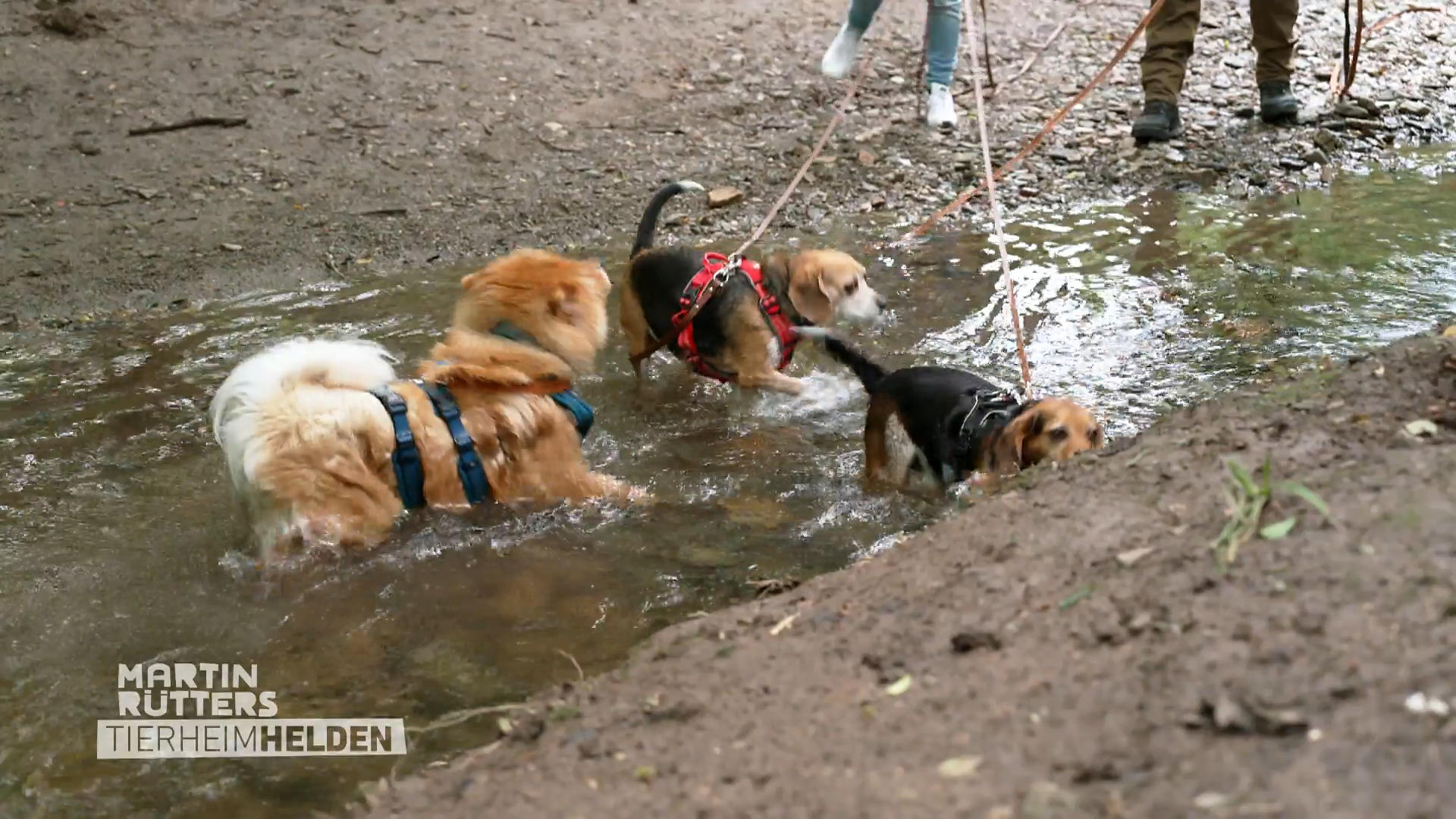 Auch alte Hunde können dynamisch sein