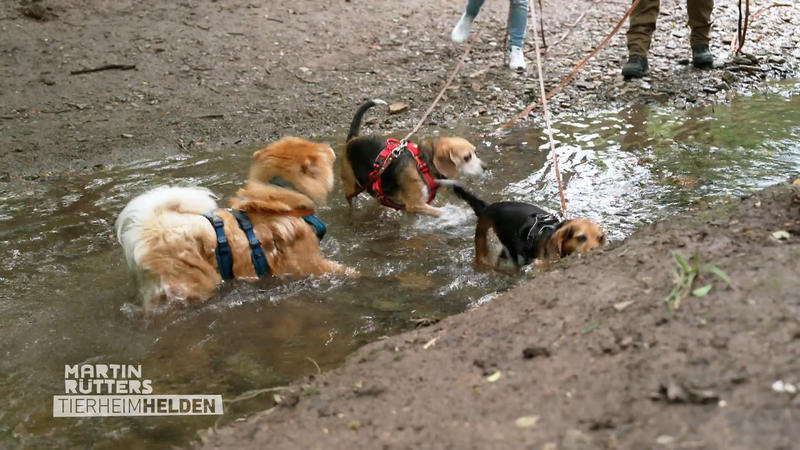 Auch alte Hunde können dynamisch sein