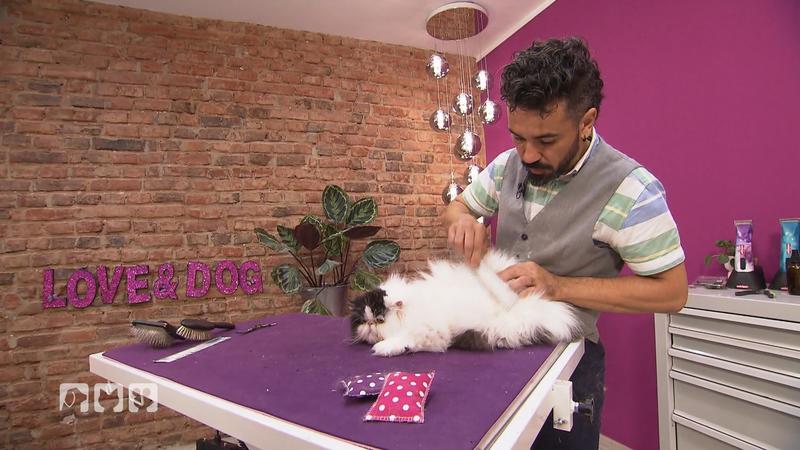 Ungewöhnlicher Gast im Hundesalon