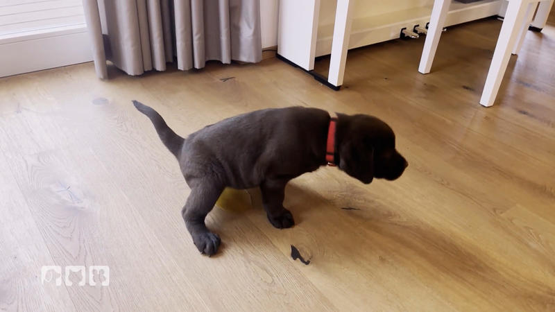 Malu ist noch nicht stubenrein