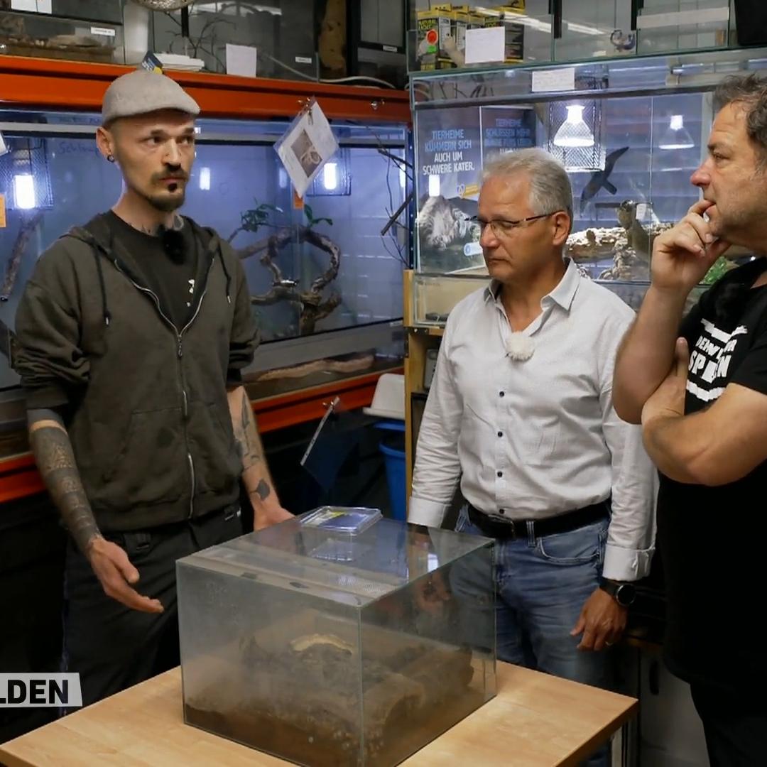 Vogelspinnen können sich auch selbst rauslassen