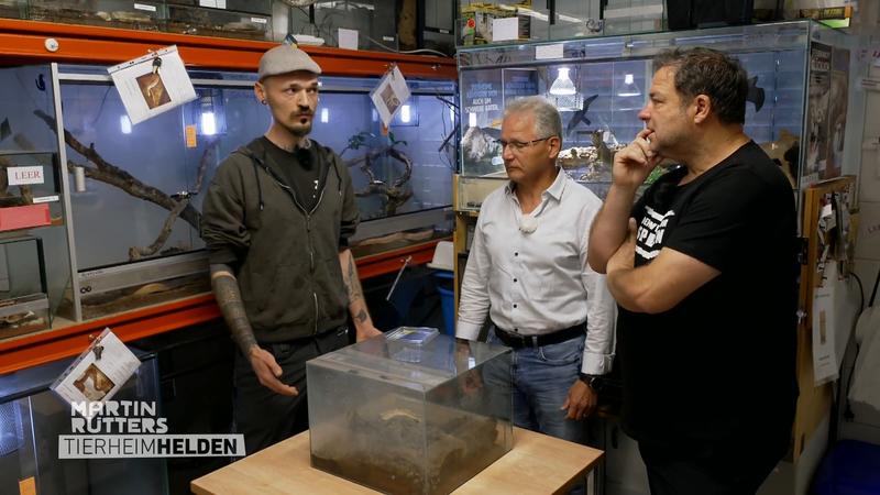 Vogelspinnen können sich auch selbst rauslassen