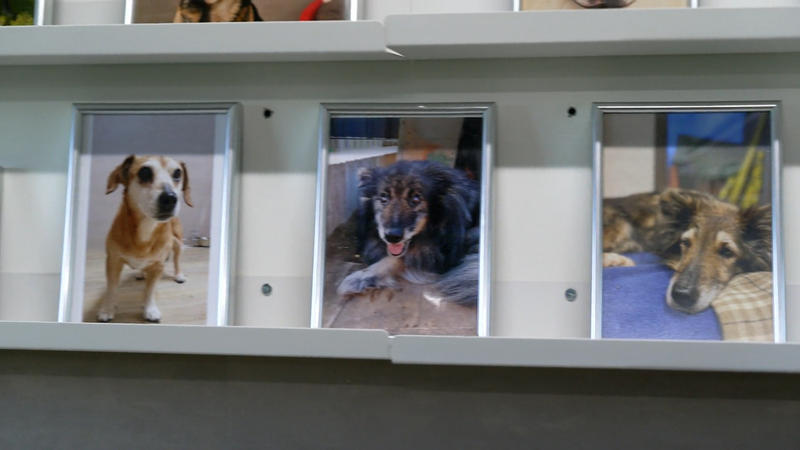 Im Dorf Sentana leben viele ältere Hunde