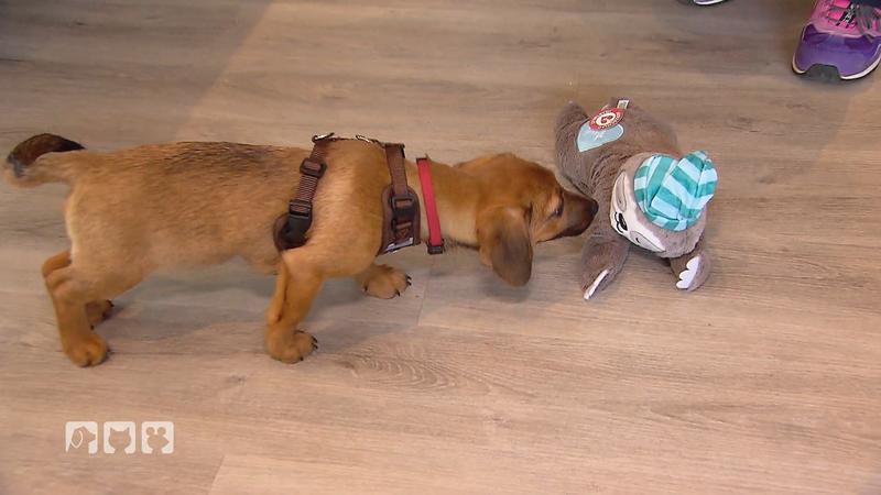 Welpe Eddie ist noch ganz unsicher