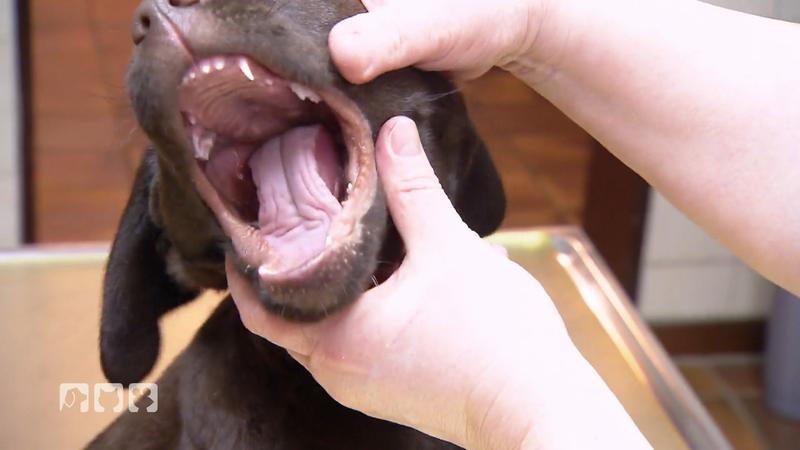 Malou hat ihren Check-Up beim Tierarzt