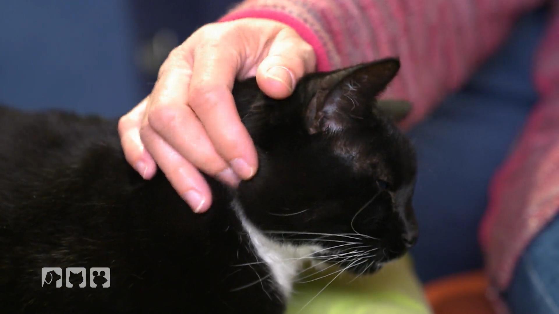 Sie kann für die Katzen Mia und Pia nicht mehr aufkommen