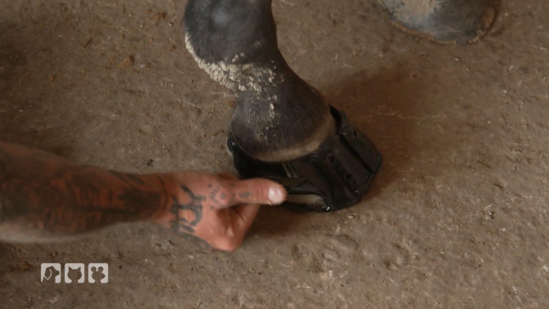 Er schaut nach Hufschuhen, Ekzemen und Wunden