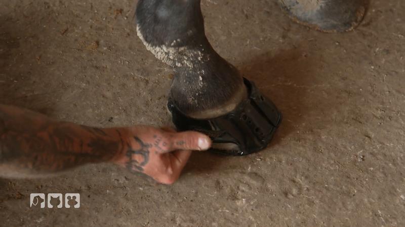Er schaut nach Hufschuhen, Ekzemen und Wunden
