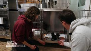 So geht das Tierheim Lüneburg mit wilden Katzen um