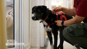 Sophia untersucht, ob Rüde Toni mit Katzen auskommt