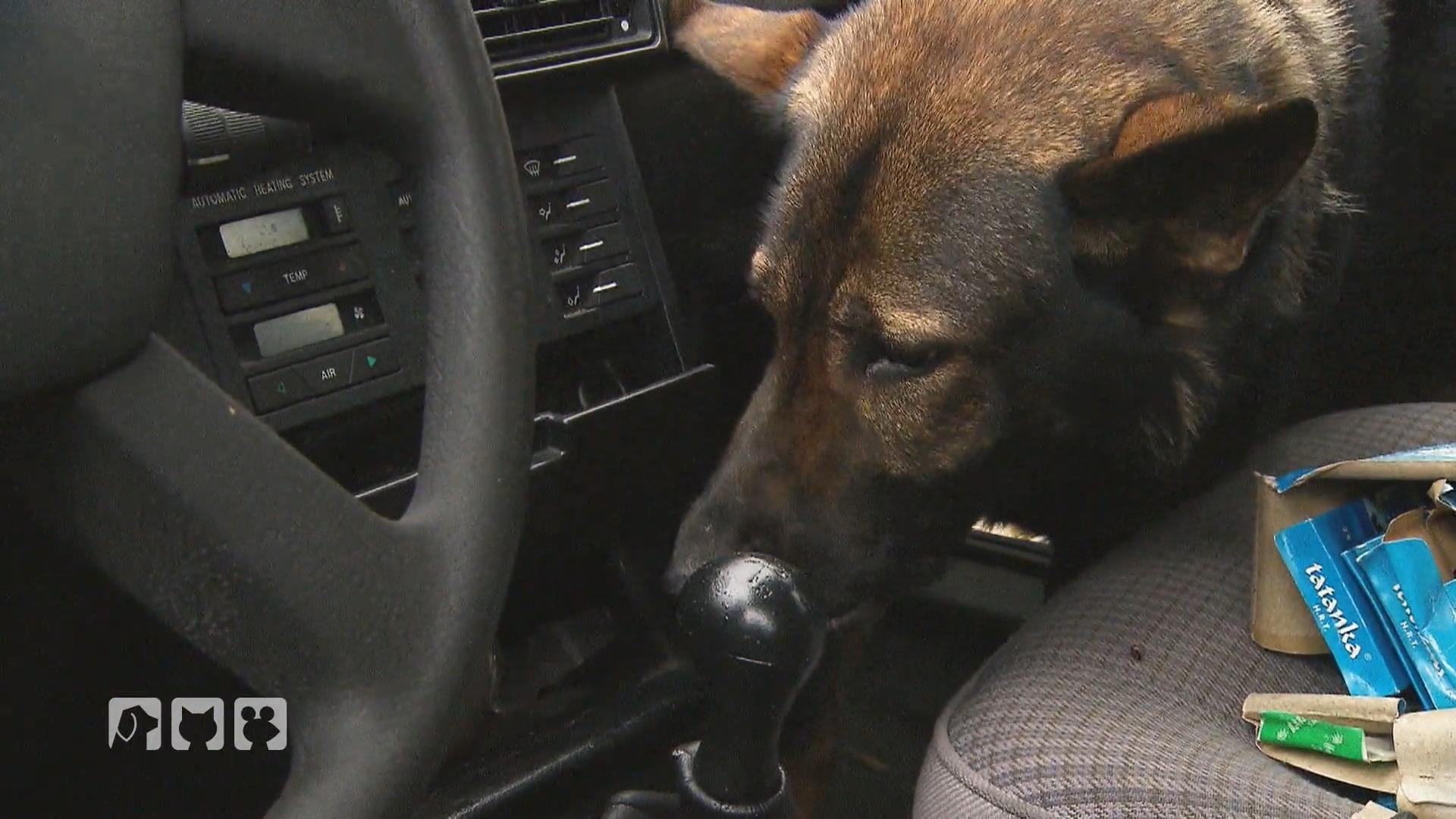 Hunde erobern den Arbeitsmarkt