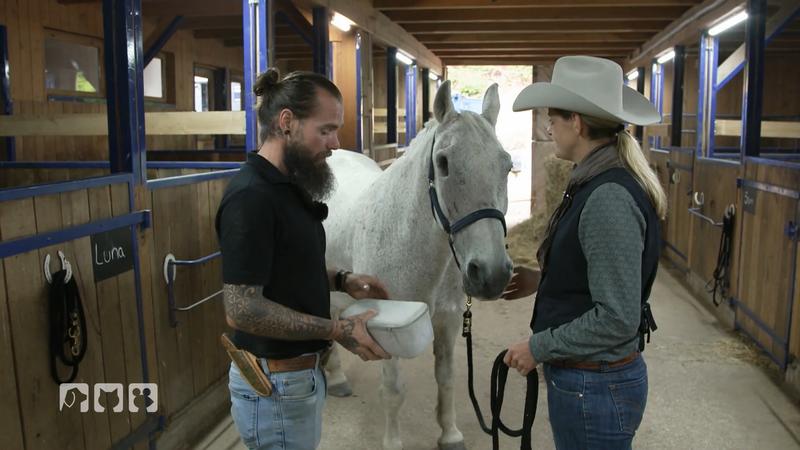 Pferd mit nur einem Auge leidet unter Verspannungen