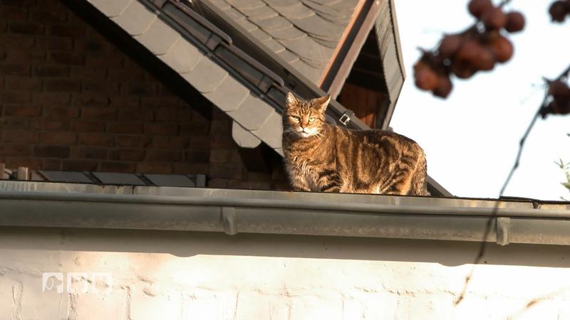 Freigängerkatzen und ihre rechtlichen Konsequenzen