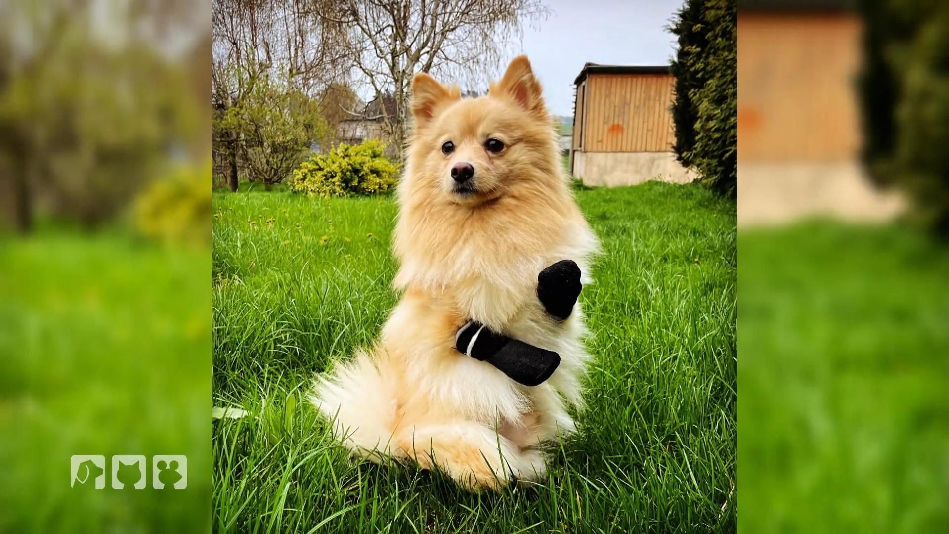 Spitz Kuba verliert alle vier Pfoten