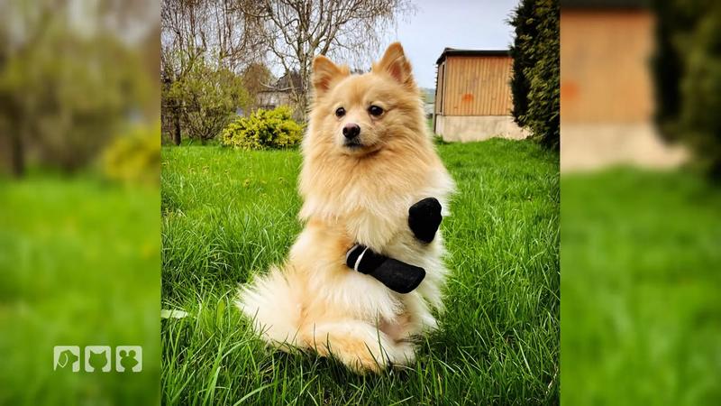 Spitz Kuba verliert alle vier Pfoten
