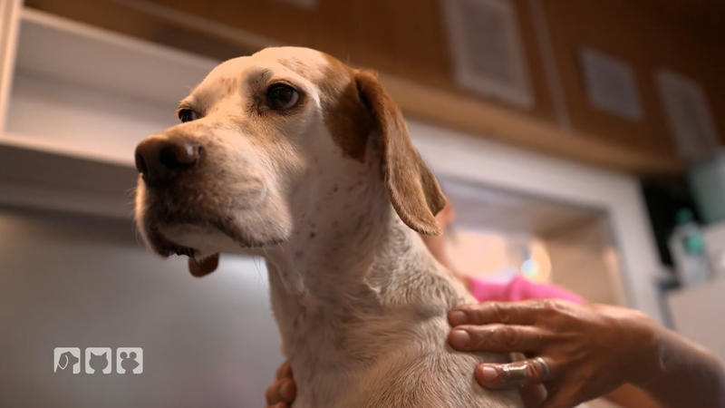 Wellness-Treatments für Hunde