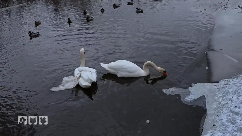 Ein Schwan mit abstehendem Flügel