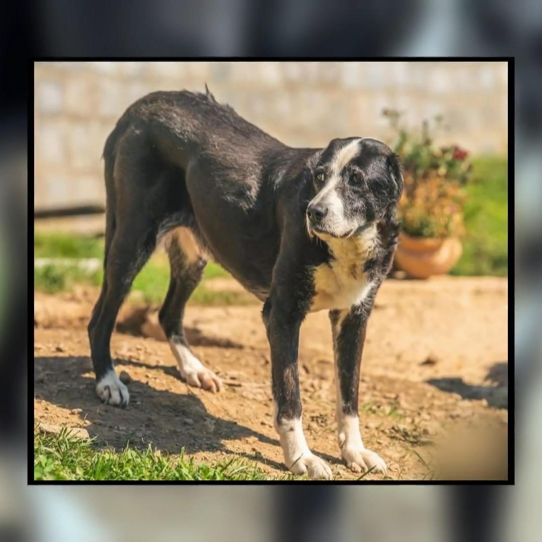 Annett startet Rettungsaktion in Polen