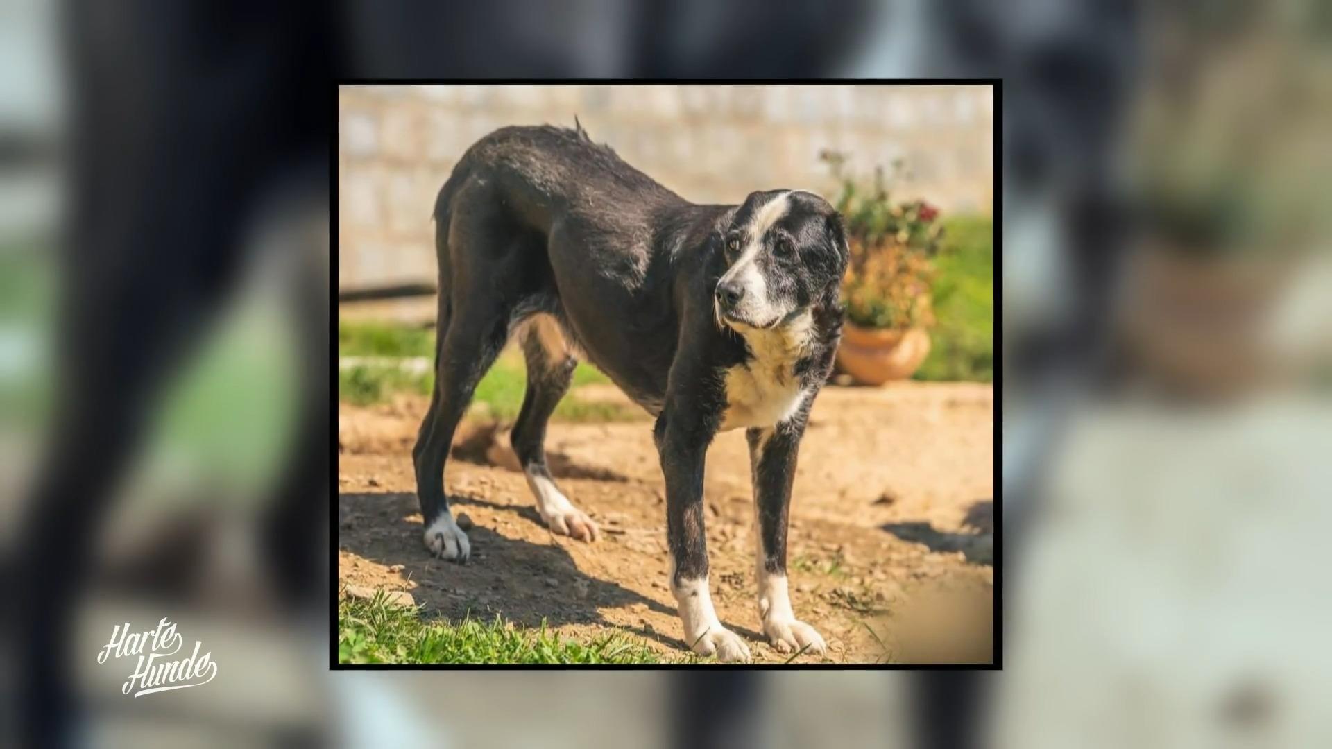 Annett startet Rettungsaktion in Polen