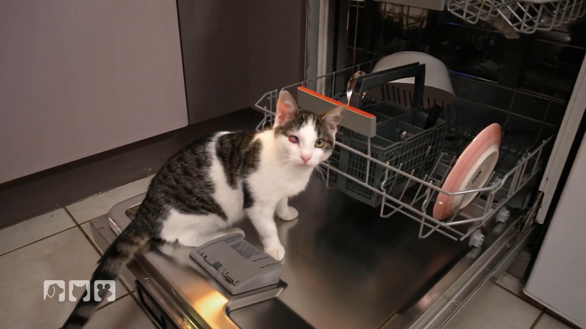 Katzengefahren und ein störrisches Pferd