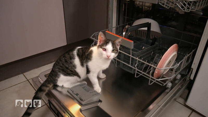 Katzengefahren und ein störrisches Pferd