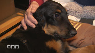 Warum hat Carlos solche Schmerzen?