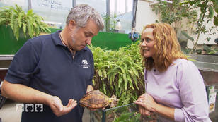 Alle Infos zu den bedrohten Schildkrötenarten