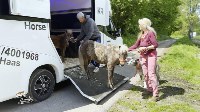 Sorgenkind Surprise bekommt ein neues zu Hause