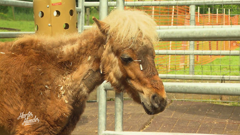 Pony Surprise hat einen Arzttermin