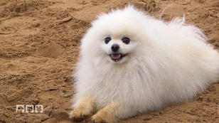 Wie liest man am besten seine Hunde?