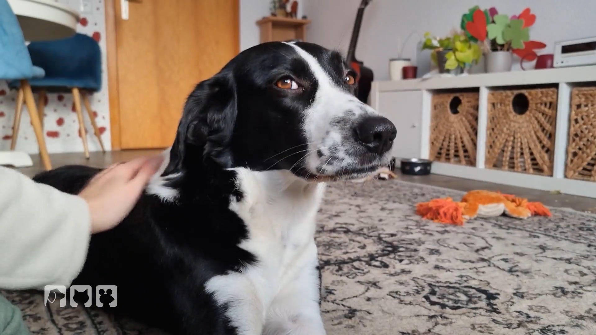 Wer kann schon die Finger von seinem Hund lassen?