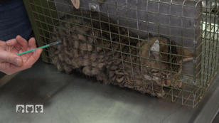 Bei der Routine-Untersuchung steht einiges an