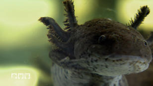 Das Tier, das einfach nicht erwachsen werden will