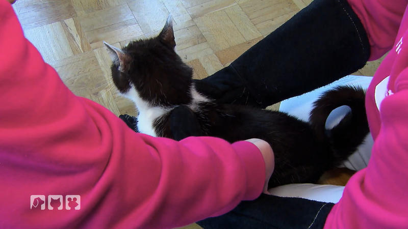 Katzen können auch schwierig sein