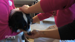 Was ist mit Hündin Carla los?