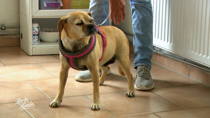 Viele Hoftiere haben gesundheitliche Probleme