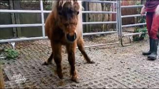 Ohne ihn müsste Pony Surprise sterben