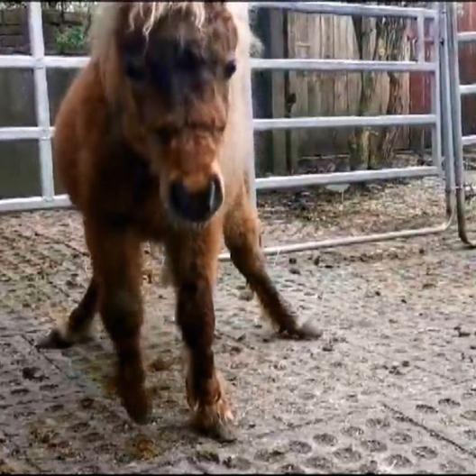 Hilfe für ein behindertes Pony
