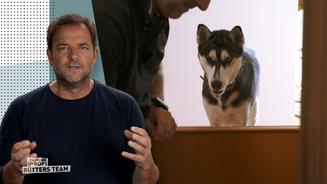  Luna beißt Familienhund Kimba 