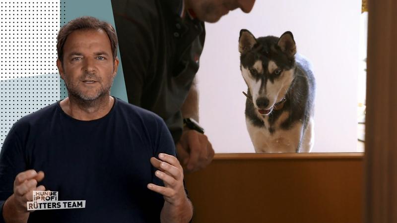 Luna fügte Kimba schwere Verletzungen zu