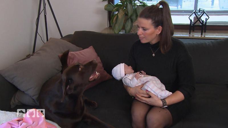 Tipps für Hunde und ihre Familien